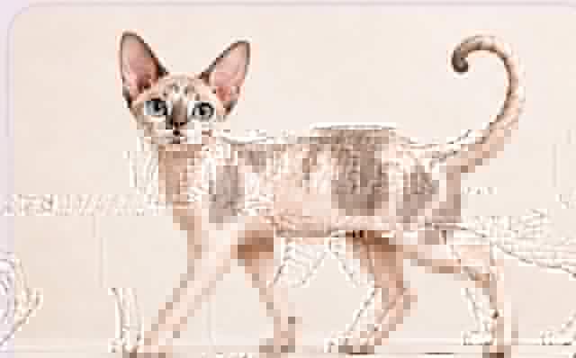 Devon Rex Wonderworks